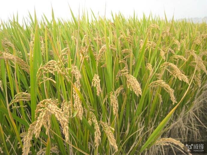 中国科学家发现水稻高产关键基因