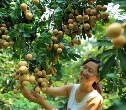 私人定制让中国传统农业焕发新生机