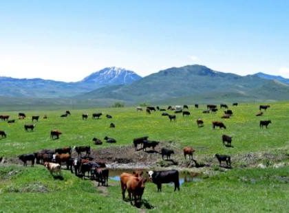 通讯：美国蒙大拿州农牧场主的“中国梦”