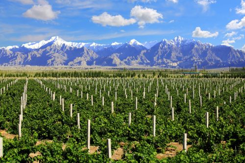 新疆葡萄酒产业谋求打造世界顶级产区