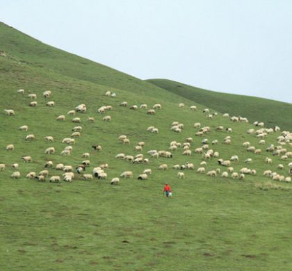 互联网让青藏高原牛羊肉走进大城市