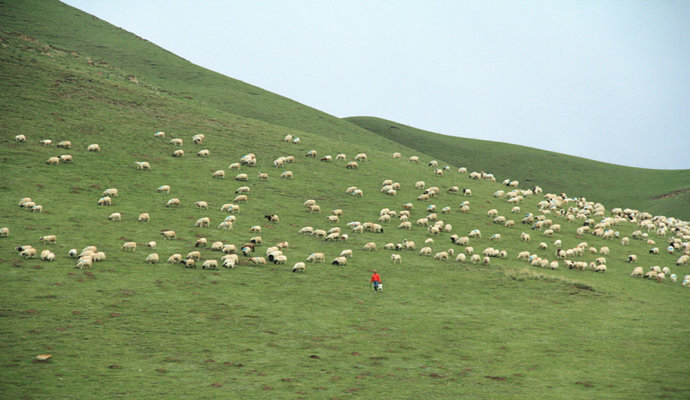 互联网让青藏高原牛羊肉走进大城市