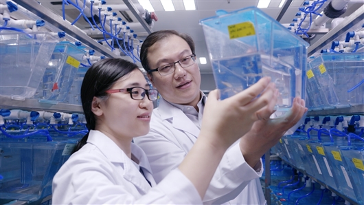 中国科学家首次解析造血干细胞体内归巢全过程
