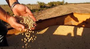 美国豆农热切期盼美中贸易争端早日结束——访美国大豆协会会长戴维·斯蒂芬斯