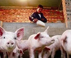 中央财政进一步采取举措促进生猪生产、保障市场供应