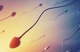 中国科学家找到打开精子细胞“仓库”大门的关键“钥匙