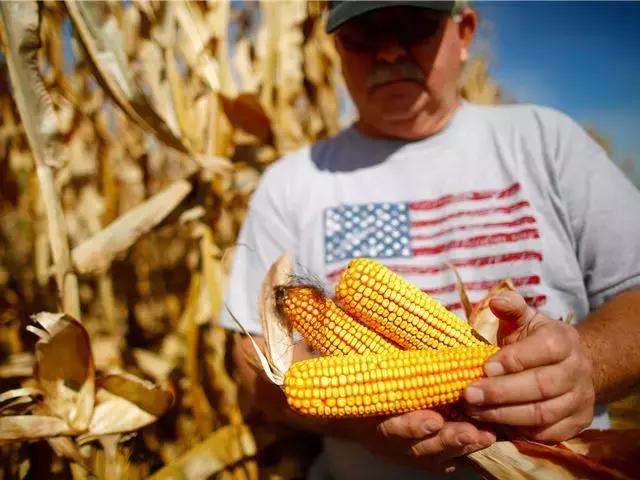 ﻿中国购史上最大规模美国玉米
