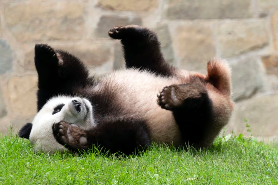 中国国家主席表示将有更多大熊猫来到美国