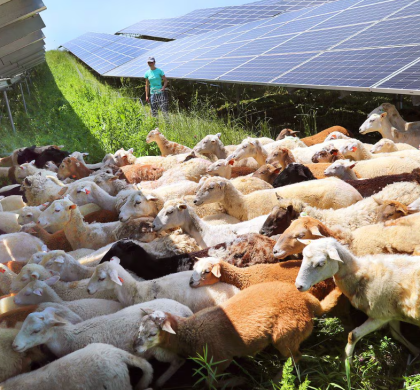 当绵羊遇到太阳能电池板会发生什么？一种“美丽的共生关系”
