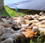 当绵羊遇到太阳能电池板会发生什么？一种“美丽的共生关系”