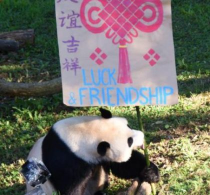 中美两国第一夫人致贺辞为旅美大熊猫贝贝“庆生”