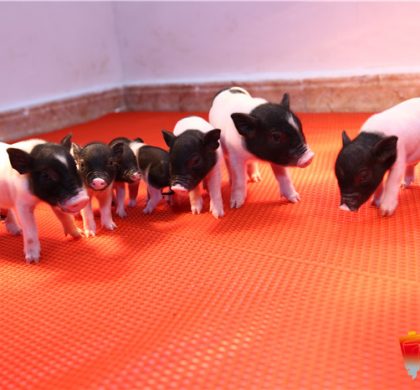 记者调查：基因编辑小猪“见证”中国科研竞争力提升