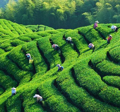 ２０１７年中国茶叶产量增加结构优化　