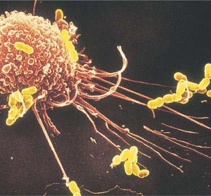 美科学家确认癌细胞可“远程缴械”免疫系统