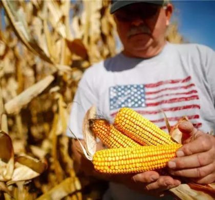 ﻿中国购史上最大规模美国玉米