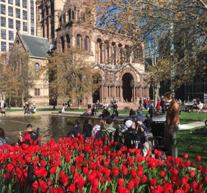 五月，郁金香在波士顿城市中绽放
