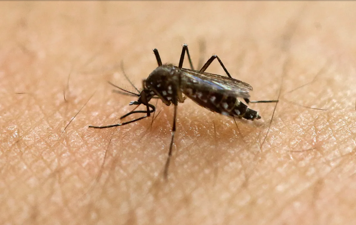 马萨诸塞州现首例两例西尼罗河病毒人类病例 居民应做好预防措施避免蚊虫叮咬