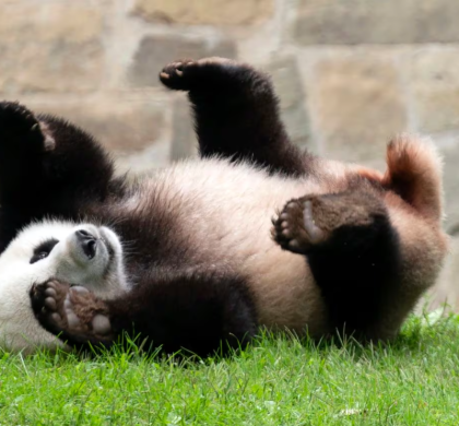中国国家主席表示将有更多大熊猫来到美国